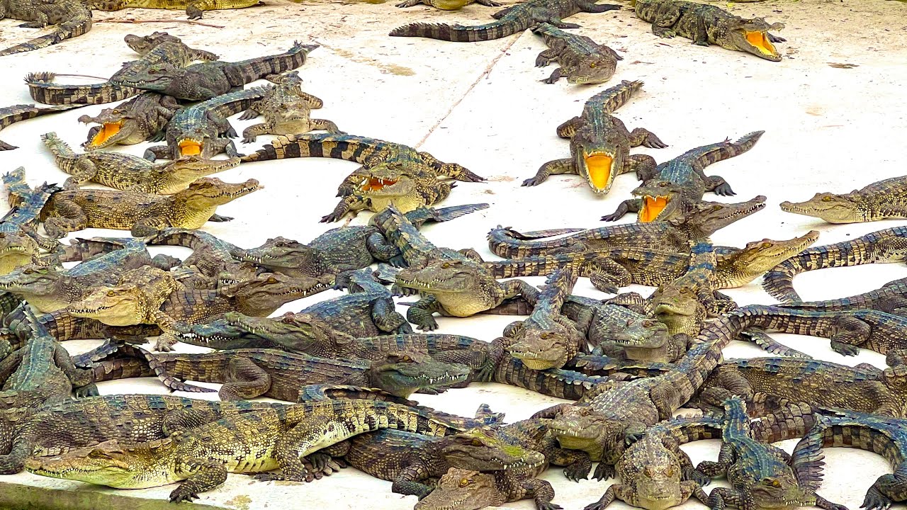 Subadultní krokodýl